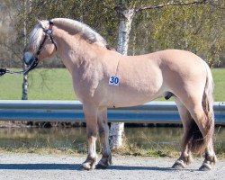 horse Gulljo (Fjord Horse, 2020, from Silverjo)