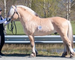 Pferd Naustvoll Grabben (Fjordpferd, 2020, von Silverjo)