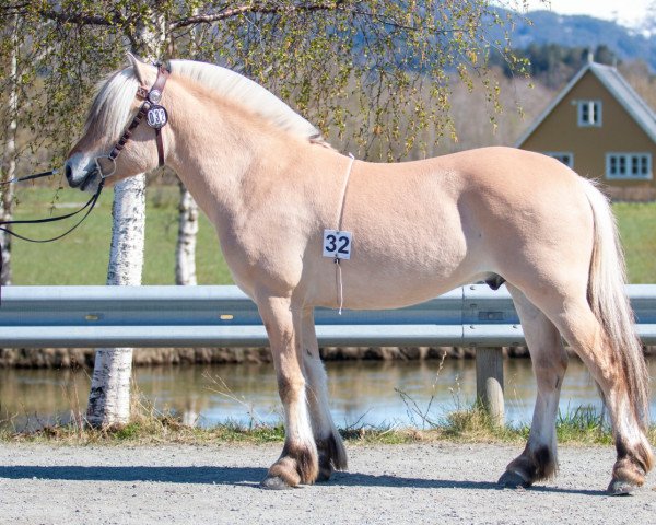 horse Oletun Dabben (Fjord Horse, 2020, from Silverjo)