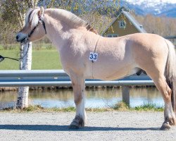 horse Silverask (Fjord Horse, 2020, from Silverjo)