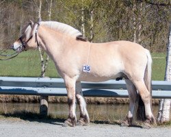 horse Fryds Sølve (Fjord Horse, 2020, from Søljo)