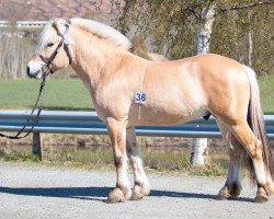 horse Ralph (NL) (Fjord Horse, 2020, from Timor)