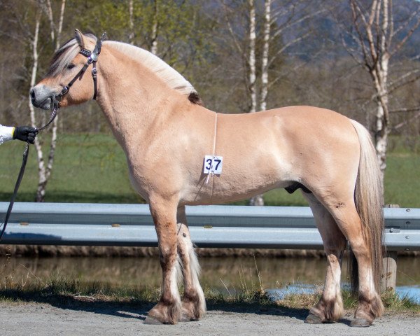 horse Birkelid Oluf (Fjord Horse, 2020, from Toregardens Caiser)