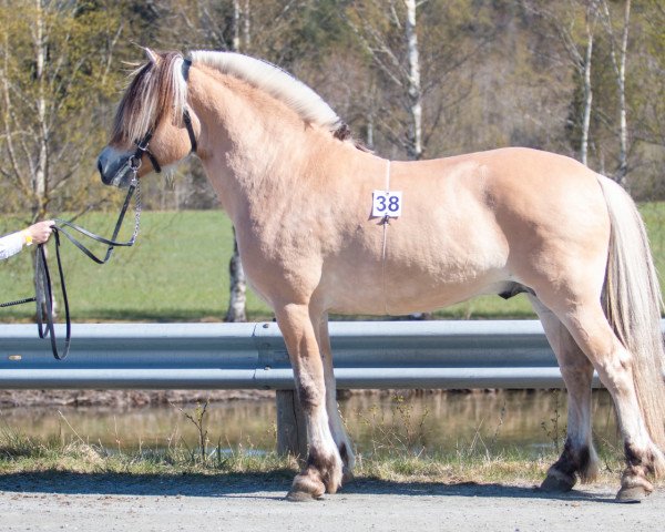 Pferd Fleslands Tindre (Fjordpferd, 2020, von Toregardens Caiser)