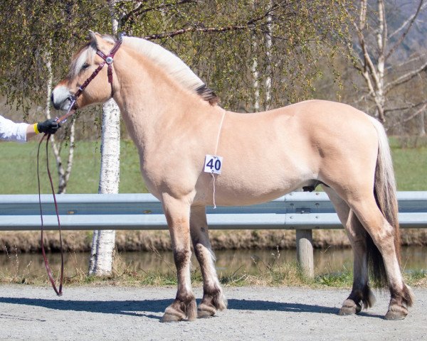 Pferd Soltuns Balder (Fjordpferd, 2020, von Toregardens Caiser)