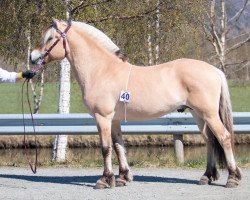 horse Soltuns Balder (Fjord Horse, 2020, from Toregardens Caiser)