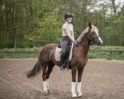 dressage horse Top Queeny (German Riding Pony, 2016, from Totilas)