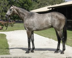 horse Freezing Point xx (Thoroughbred, 2020, from Frosted xx)