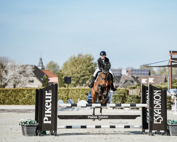 Springpferd Josee de Wemmel (Belgium Sporthorse, 2015, von Vigo d'Arsouilles)