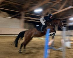 Springpferd U Lady vh Poesthemhof (Zangersheide Reitpferd, 2013, von Ufo Du Val Guerard)