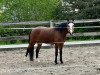 dressage horse Miami Blue (German Riding Pony, 2019, from Mister Universum NRW)