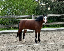 Dressurpferd Miami Blue (Deutsches Reitpony, 2019, von Mister Universum NRW)