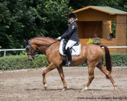 dressage horse OPITEC'S Be Happy (Westphalian, 2005, from Belissimo NRW)