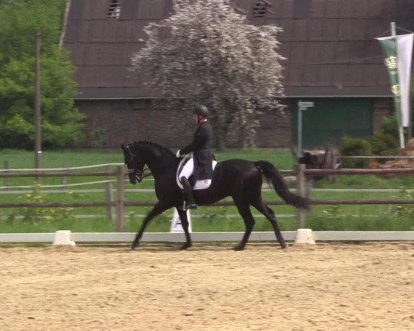 Reitturnier Warendorf 2023