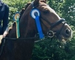 dressage horse Naalah 3 (German Sport Horse, 2016, from Negro)