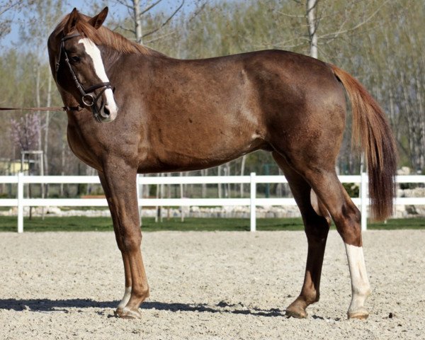 jumper Ulhakan Hero Z (Zangersheide riding horse, 2014, from Udancer Hero)