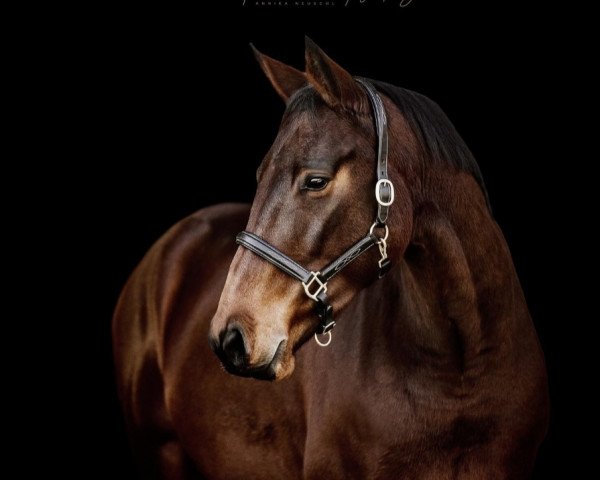 Springpferd Karandine (Koninklijk Warmbloed Paardenstamboek Nederland (KWPN), 2015, von Eldorado vd Zeshoek Tn)