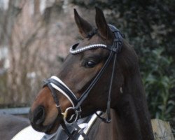 dressage horse Lady Rose 14 (Danish Warmblood, 2019, from Blue Hors Farrell)