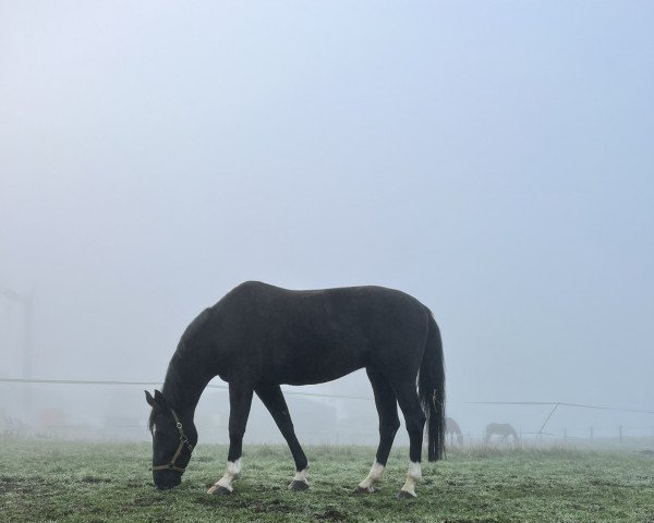 Pferd Jeffrey 18 (Koninklijk Warmbloed Paardenstamboek Nederland (KWPN),  )