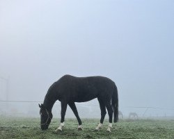 jumper Jeffrey 18 (KWPN (Royal Dutch Sporthorse), 2014, from Zapatero VDL)