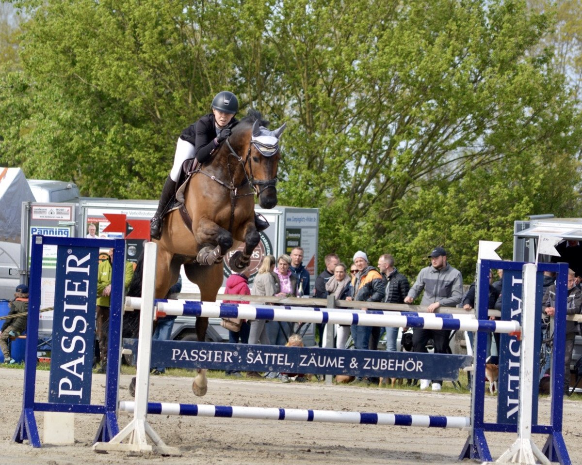 jumper Cajetan 11 (Oldenburg show jumper, 2013, from Indoctro)