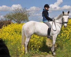 dressage horse Tyraburgs-M-Pepita (New Forest Pony, 2005, from Wayland Russian Roulette)