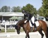 dressage horse Lorenzo 23 (Oldenburg, 2013)