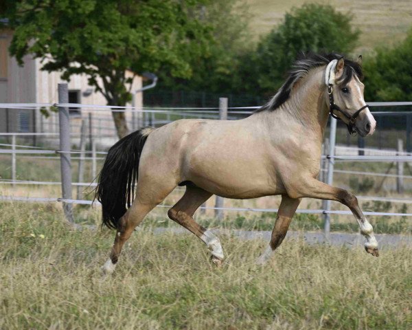 stallion Gründleinshofs Null Null Sieben (German Riding Pony, 2020, from Fs Numero Uno)