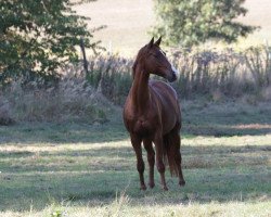 dressage horse Lord de Luxe (Hannoveraner, 2009, from Londontime)