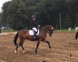 dressage horse Arthur's Son (Westphalian, 2014, from All At Once)