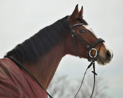 broodmare Cremeschnitte (Westphalian, 2008, from Chin Quin)