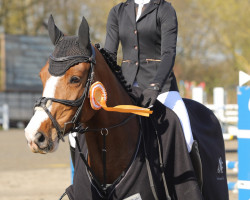 jumper Südwinds Poppy Brown (Oldenburg show jumper, 2017, from Cordolensky)