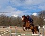 jumper Kai 51 (Polish Warmblood, 2018, from Libretto xx)