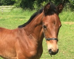 dressage horse Flavia (Hanoverian, 2016, from Fuechtels Floriscount OLD)