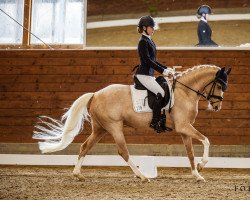 Dressurpferd Dara 33 (Deutsches Reitpony, 2017, von Herzkönig NRW)