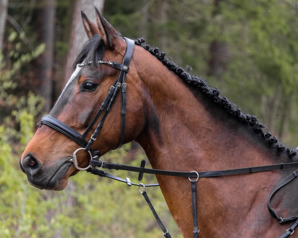 jumper Clinton's Candyra (Hanoverian, 2016, from Clinton's Heart)