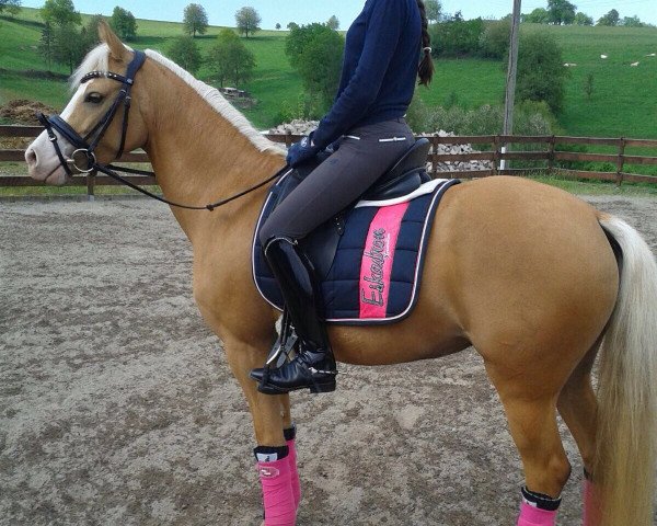 dressage horse Colourful Dream (German Riding Pony, 2011, from Casino Royale K WE)