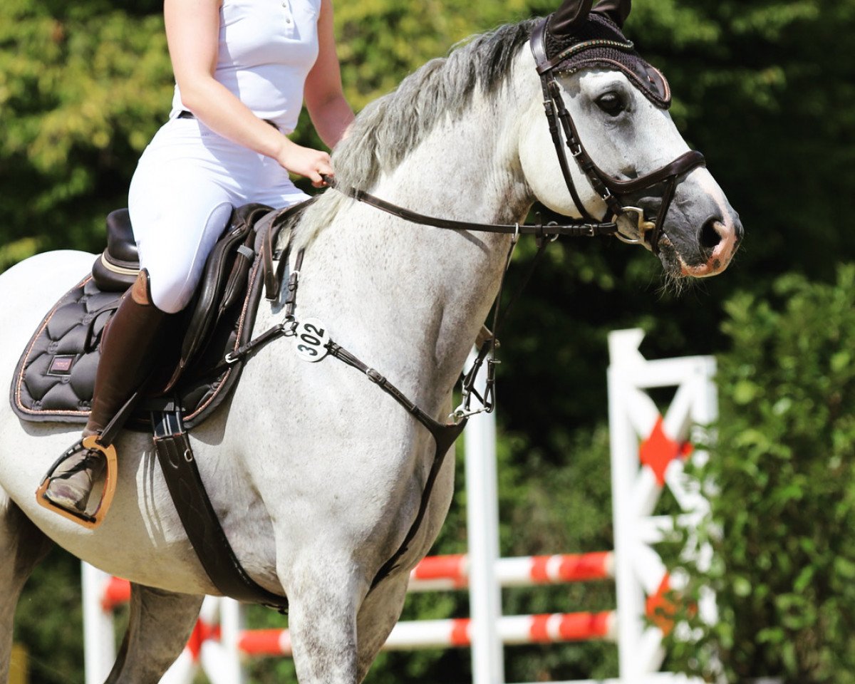 Springpferd Sheldon White (Hannoveraner, 2014, von Sandro Boy)