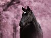 dressage horse Bumble Bee R (Oldenburg, 2019, from Baccardi)