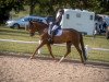 dressage horse Kosima (German Riding Pony, 2012, from Quaterback's Junior)