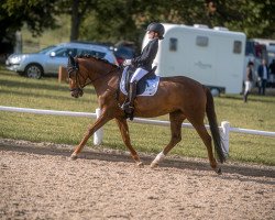 dressage horse Kosima (German Riding Pony, 2012, from Quaterback's Junior)