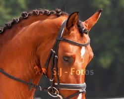 dressage horse Cookies'n Cream 4 (German Riding Pony, 2016, from Kastanienhof Cockney Cracker)