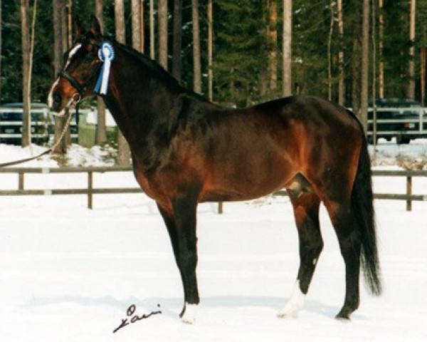 stallion Chablis 80 FIN (Holsteiner, 1977, from Cor de la Bryère)