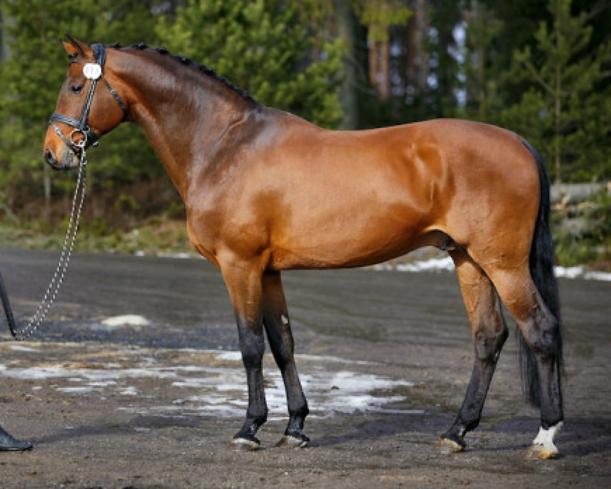 stallion Concreto 174 FIN (Holsteiner, 1998, from Contender)