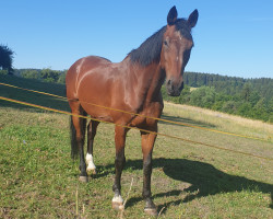 jumper Genetic 2 (Hanoverian, 2006, from Graf Top)