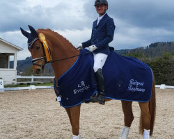 dressage horse Major Milan (Oldenburg, 2016, from Morricone)