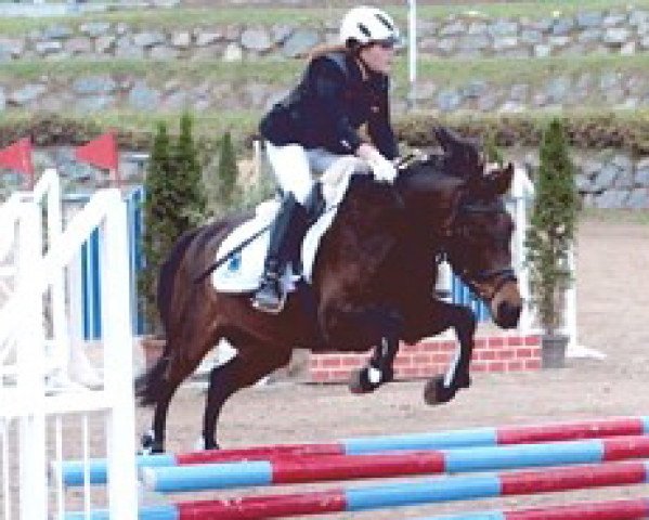 dressage horse Zitnas Venus (German Riding Pony, 2002, from Negro)