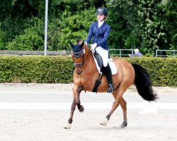 Dressurpferd Golden Flashlight 2 (Deutsches Reitpony, 2009, von Garfield)