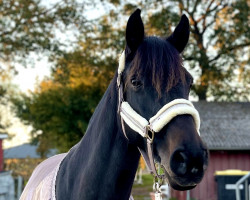 Springpferd Bellissima M (Holsteiner, 2009, von Artani 2)