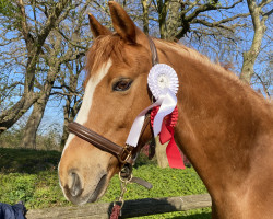 dressage horse St.annens Hannes (German Riding Pony, 2008, from St.Annens Henry N)